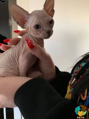 gattini sphynx | Foto 0