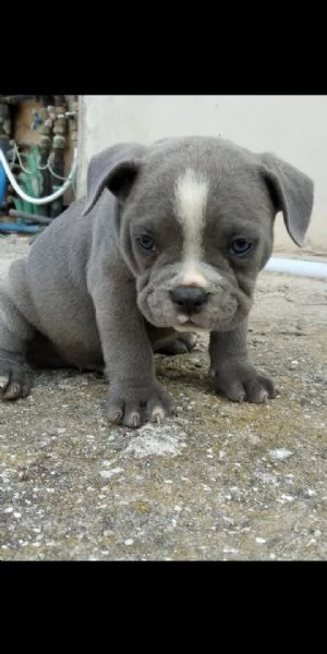 Cuccioli Di American Bully Pocket Exotic