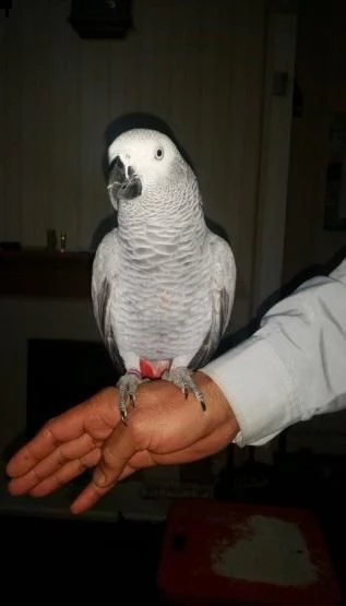 (regalo) pappagallo grigio africano allevato a mano. 