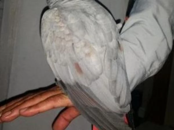 offro  pappagallo grigio africano. | Foto 0