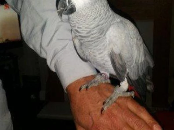 adorabile bambino africano grigio