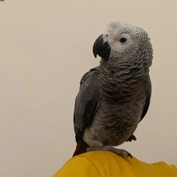 alta qualità ara e pappagallo cenerino africano