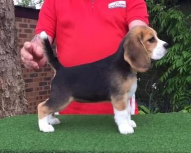  cucciolo di beagle love