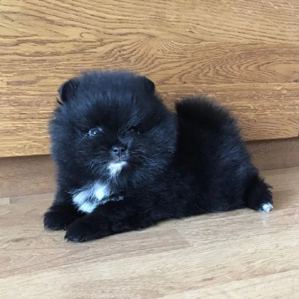 incontra il mio adorabile cucciolo