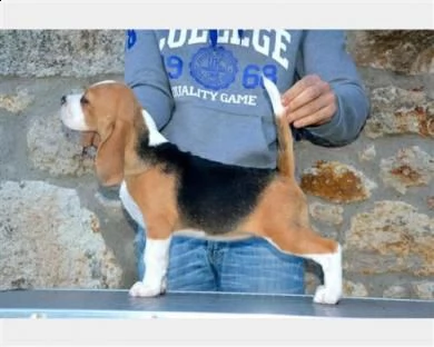  bellissimi cuccioli di beagle 