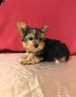  bellissimo yorkshire terrier mini toy 