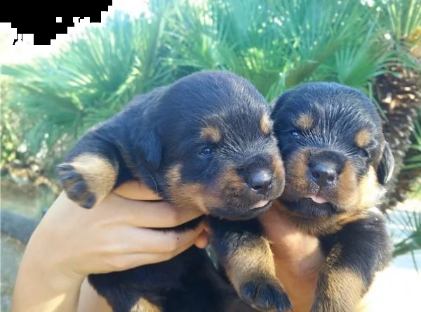 regalo rottweiler cuccioli