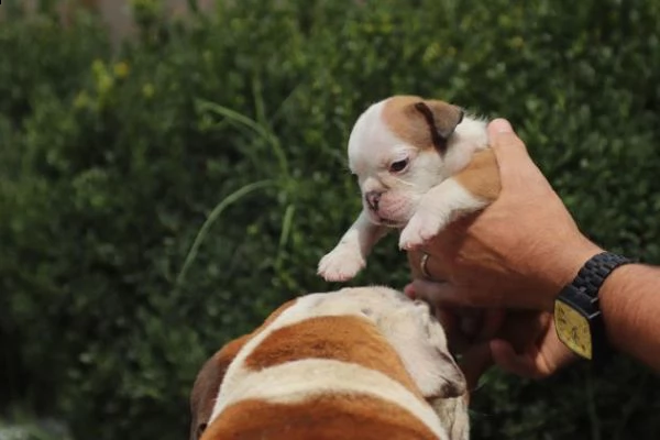 regalo cuccioli di bulldog inglese