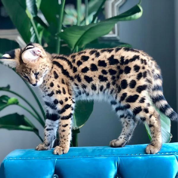 gattini savannah disponibili | Foto 2