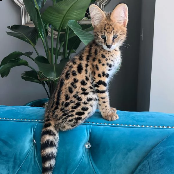 gattini savannah disponibili | Foto 1