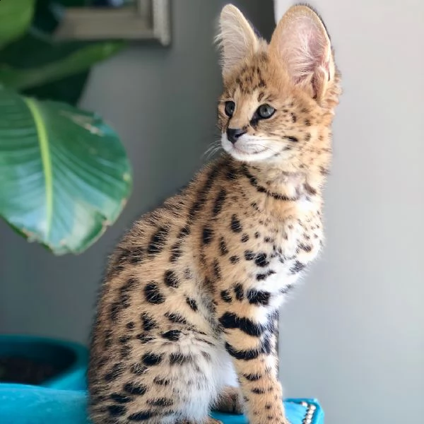 gattini savannah disponibili | Foto 0