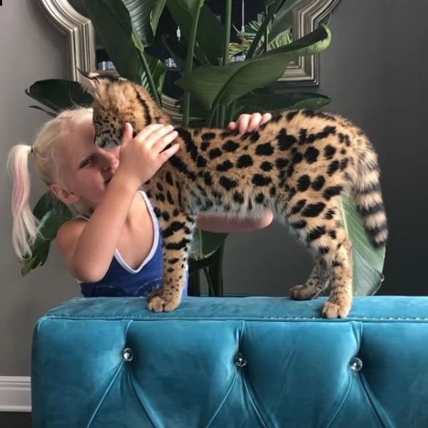 gattini savannah disponibili