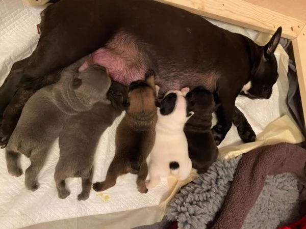 bouledogue francese di 2 mesi | Foto 1