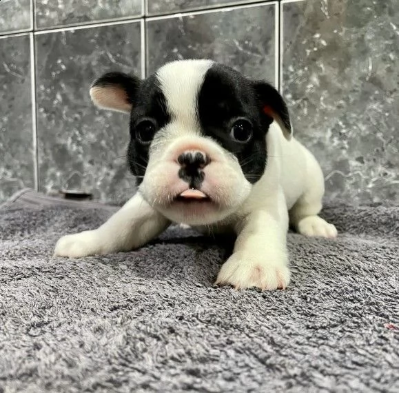 bouledogue francese di 2 mesi