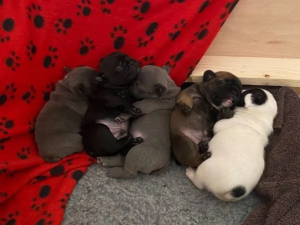 bouledogue francese di 2 mesi | Foto 0
