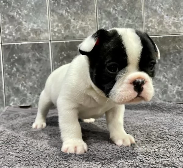 miniature bouledogue francese cuccioli