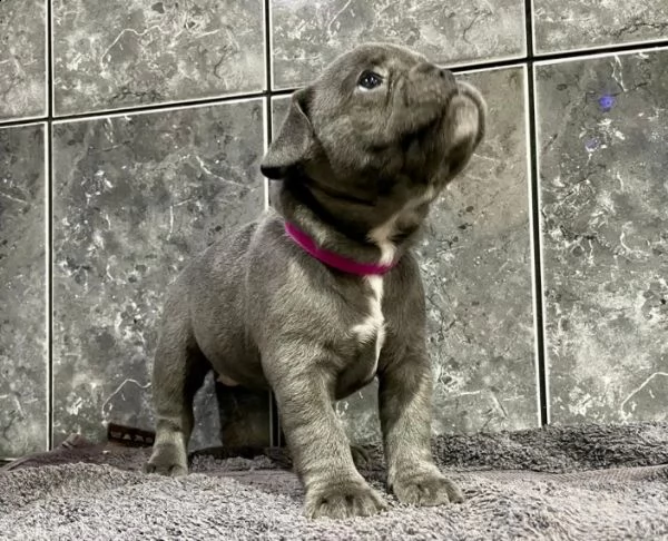 miniature bouledogue francese cuccioli | Foto 0