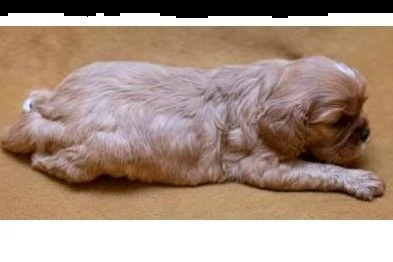 bellissimo cucciolo cuccioli con pedigree enci