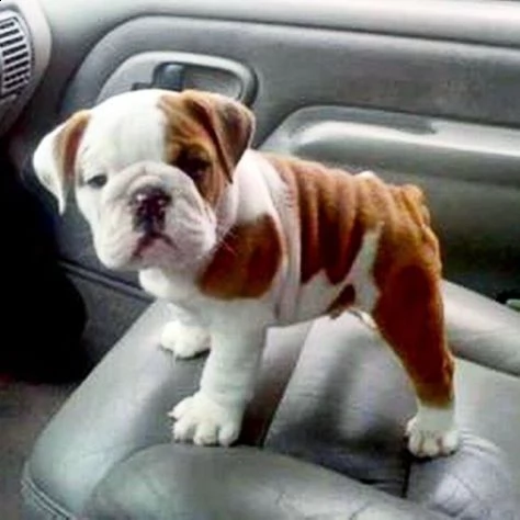 regalo cuccioli di bulldog inglese