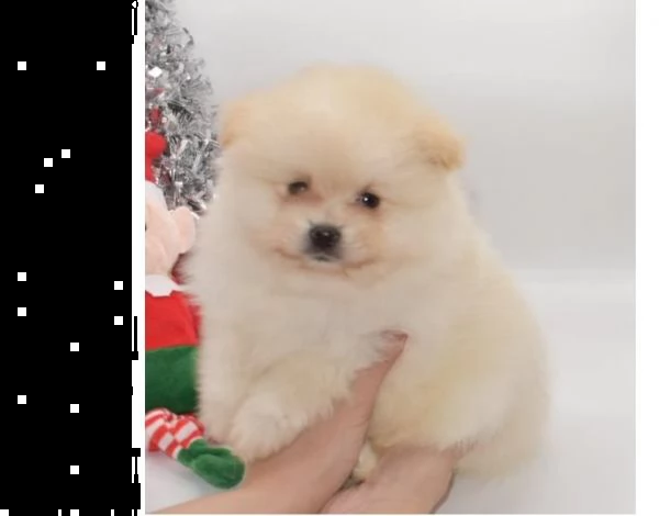 regalo cuccioli di bulldog inglese femminucce e maschietti 