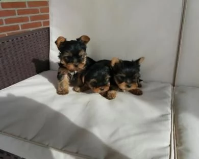  yorkshire toy cuccioli 