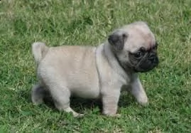 adorabili cuccioli di dolce carlino femminucce e maschietti disponibili per l'adozione gratuita i cu