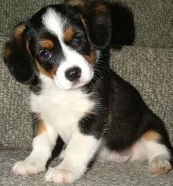 adorabili cuccioli di basenji femminucce e maschietti