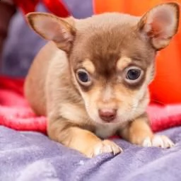 adorabili cuccioli di chihuahua