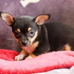 cuccioli di chihuahua | Foto 0