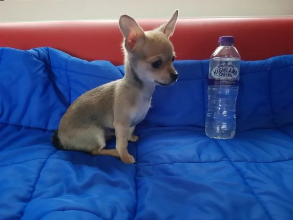 cuccioli di chihuahua toy