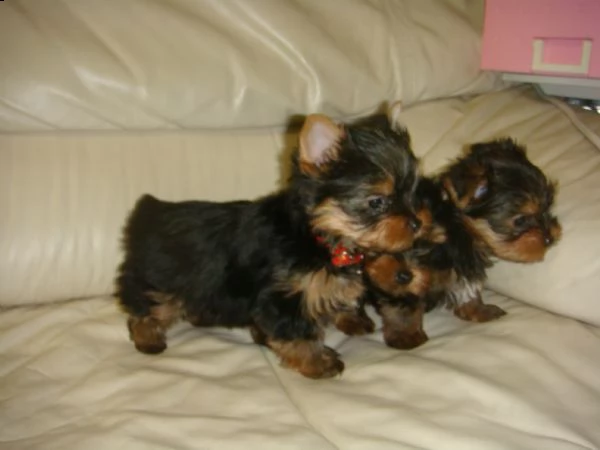 cuccioli di yorkshire toy