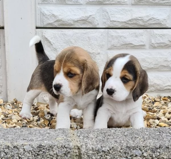 dolcissimi cuccioli di beagle