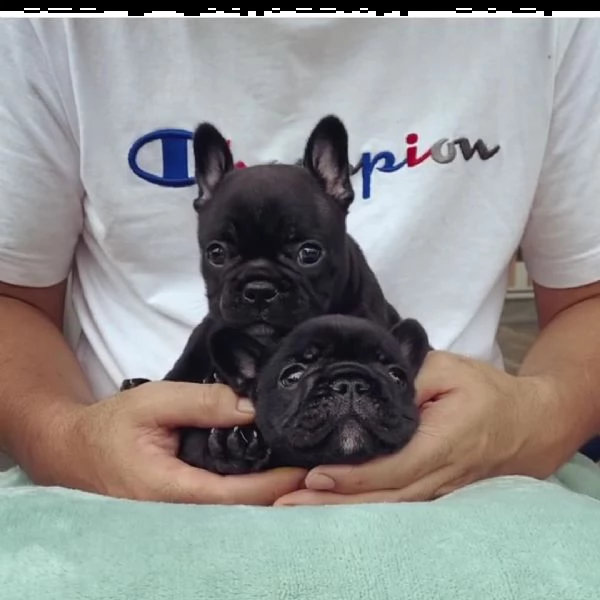 bulldog francese | Foto 1