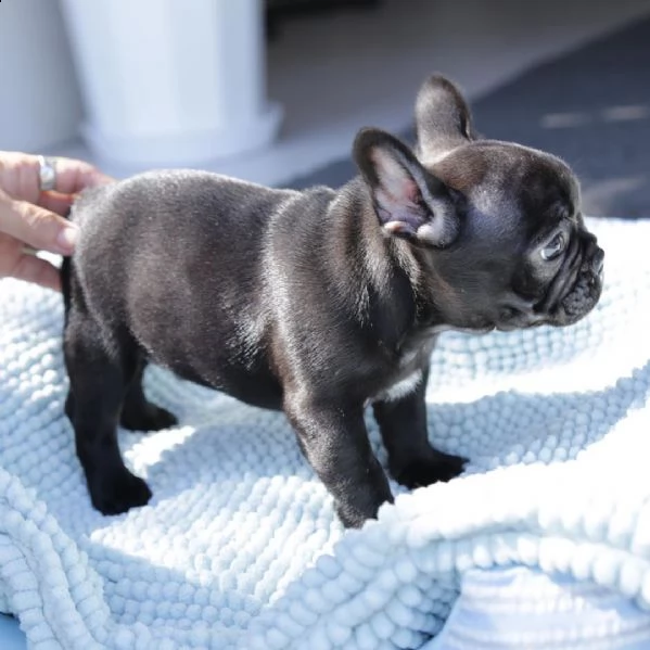bulldog francese