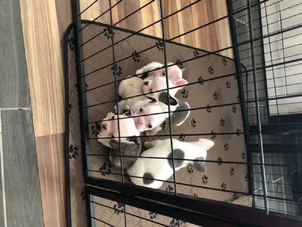 cuccioli di bulldog francese esotici 
