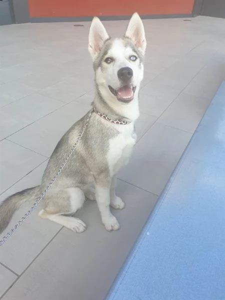husky femmina 3 mesi