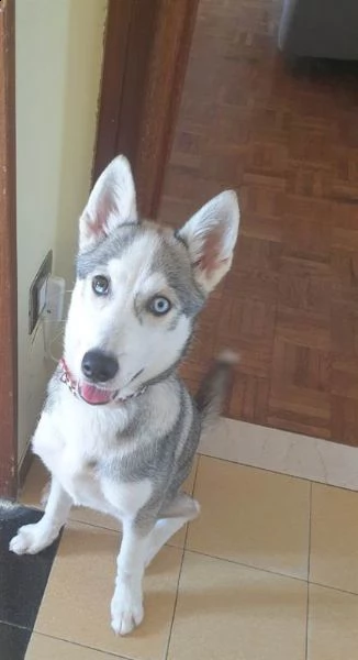 husky femmina 3 mesi | Foto 0