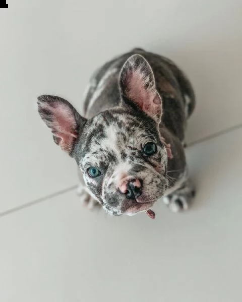 bulldog francese maschio fulvo di giorni 60 