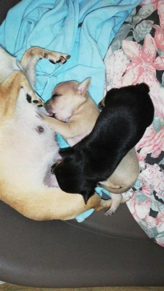 cuccioli di chihuahua toy 