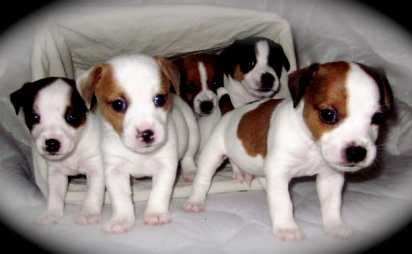 Jack Russel Zampa Corta In Regalo