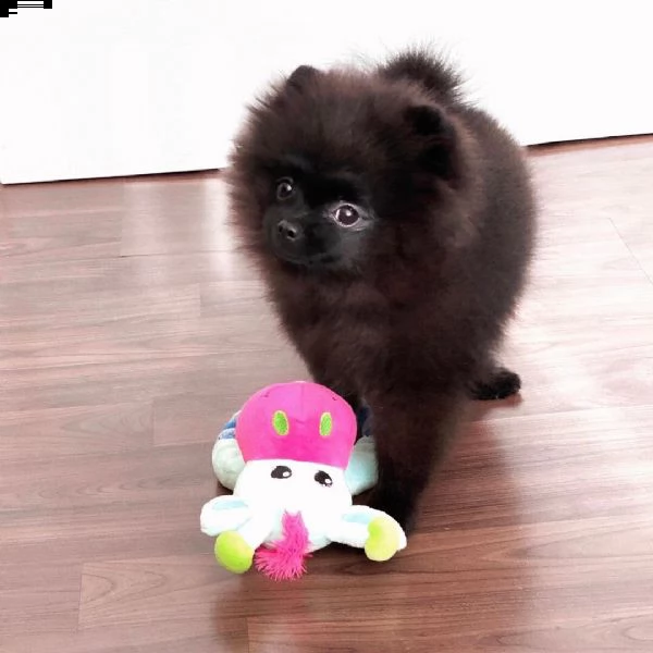   regalo volpino pomerania cuccioli (maschio e femmina)    bellissimi cuccioli di pomerania, maschio