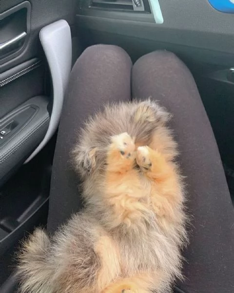 offerta di cucciolo pomeranian per motivi personali | Foto 0