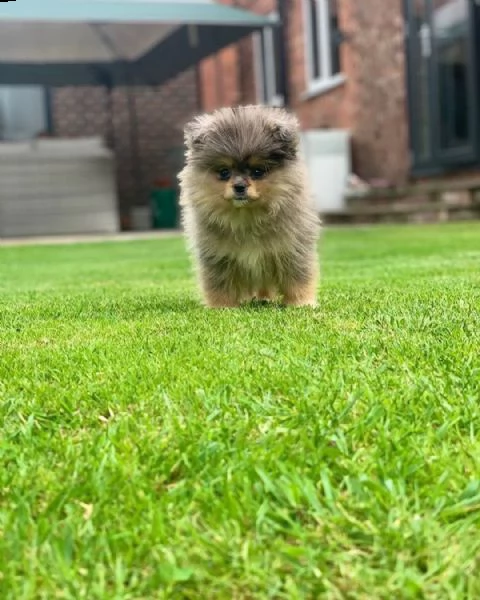 offerta di cucciolo pomeranian per motivi personali