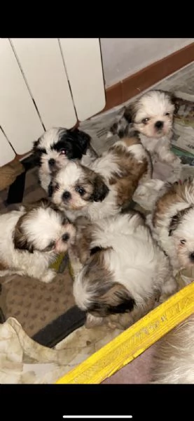 piccoli dimensioni maschi e femmine nati in famiglia  | Foto 0