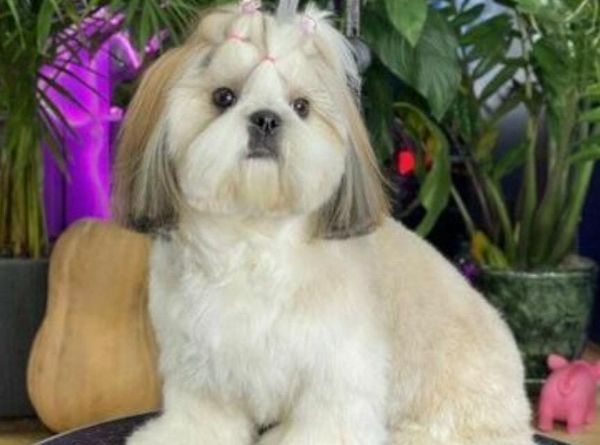 shihTzu  con pedigree ENCI e DNA  | Foto 6