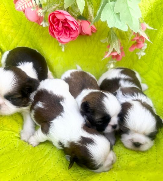 shihTzu  con pedigree ENCI e DNA  | Foto 5