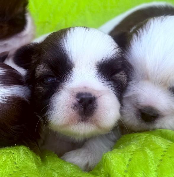 shihTzu  con pedigree ENCI e DNA  | Foto 4