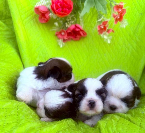shihTzu  con pedigree ENCI e DNA  | Foto 3
