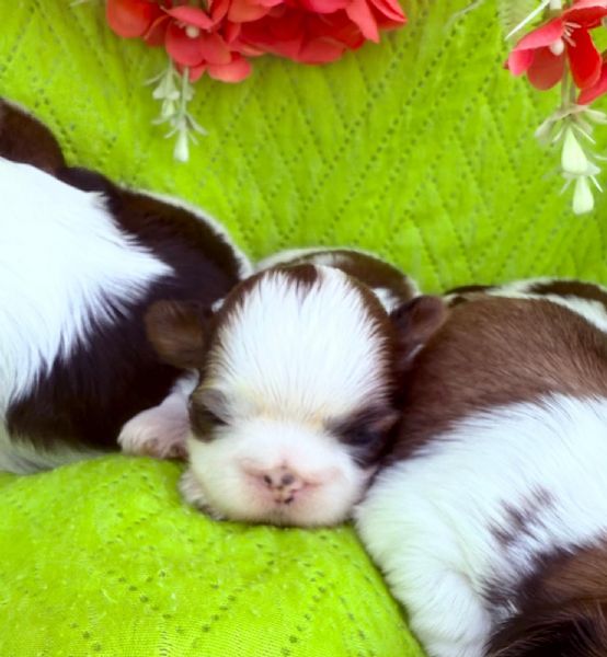 shihTzu  con pedigree ENCI e DNA  | Foto 2