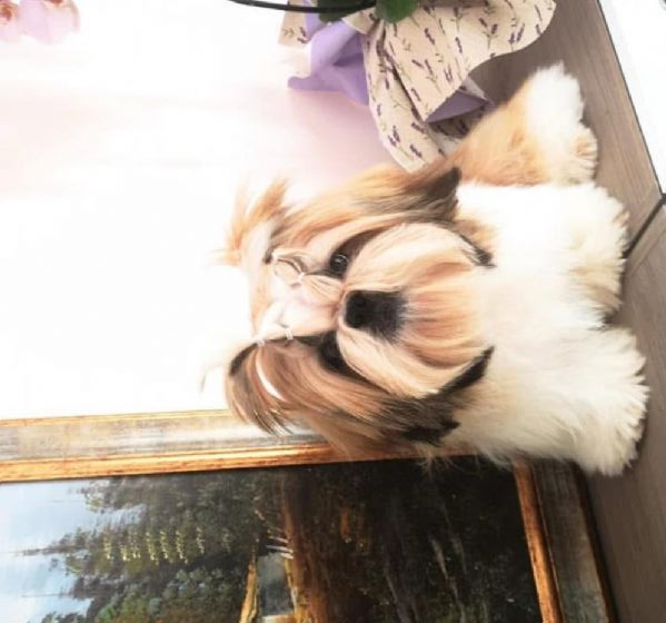 shihTzu  con pedigree ENCI e DNA  | Foto 1